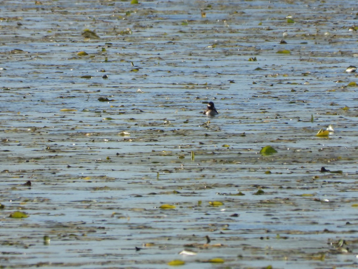 Bufflehead - ML635346342