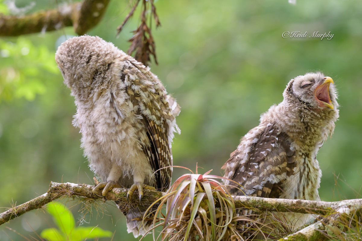 Barred Owl - ML635346375