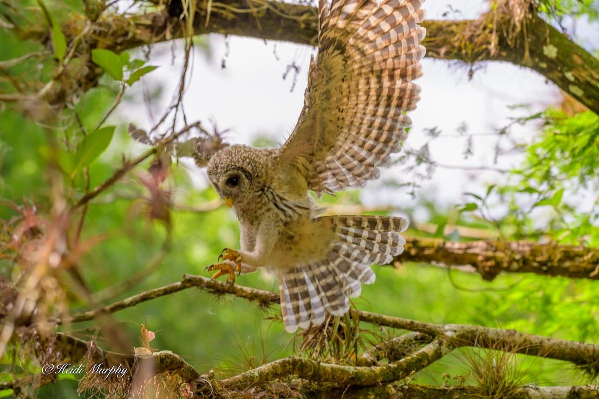 Barred Owl - ML635346376