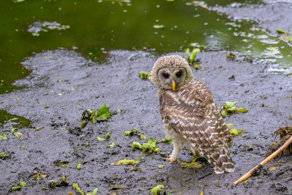 Barred Owl - ML635346377