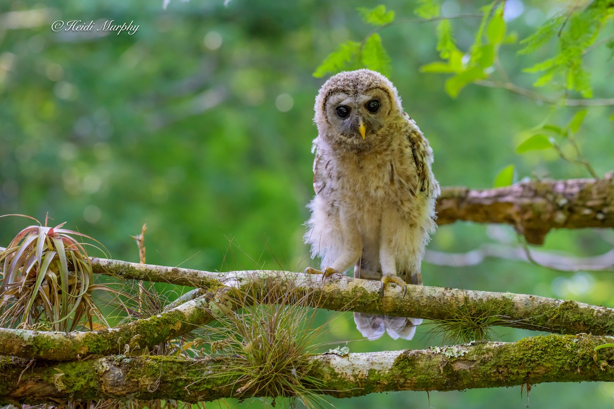 Barred Owl - ML635346378