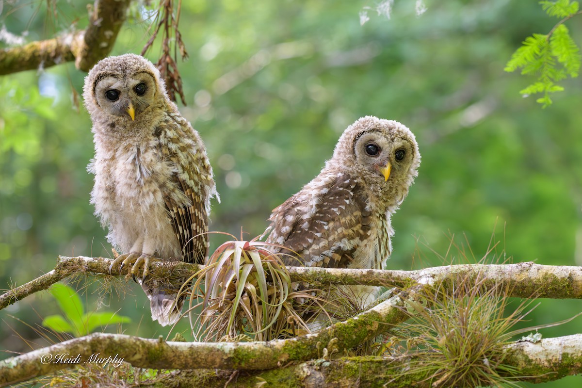 Barred Owl - ML635346381