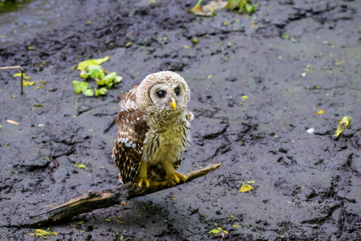 Barred Owl - ML635346382