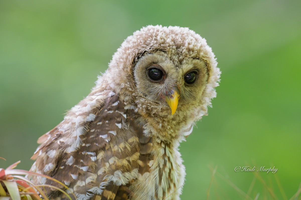 Barred Owl - ML635346383