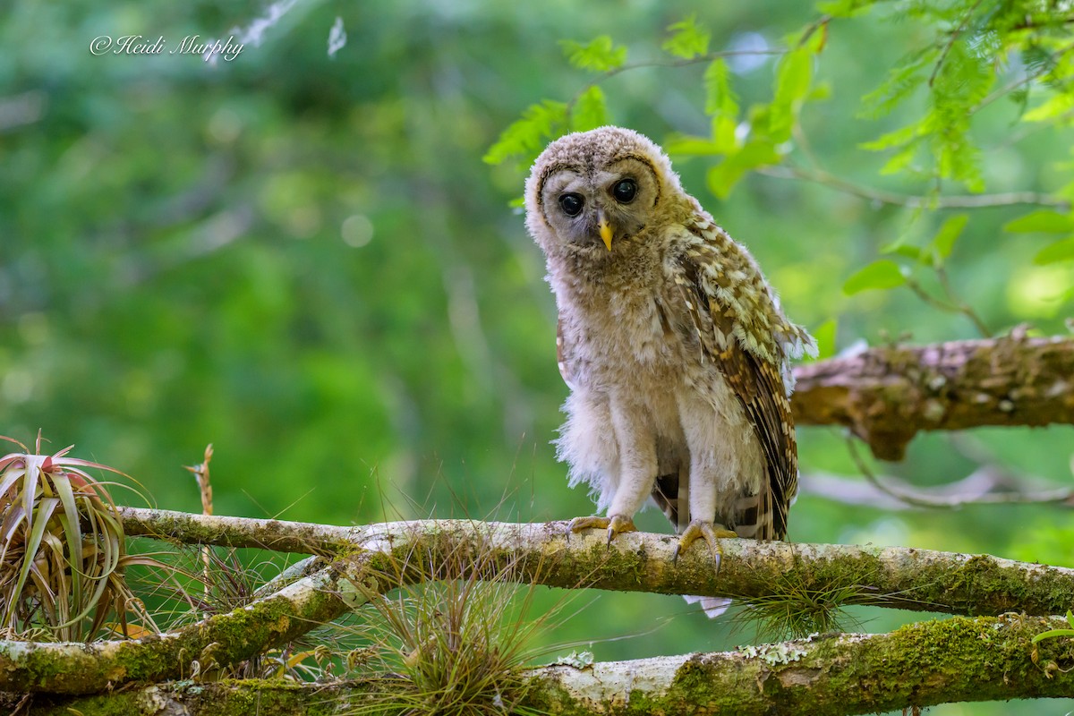 Barred Owl - ML635346384