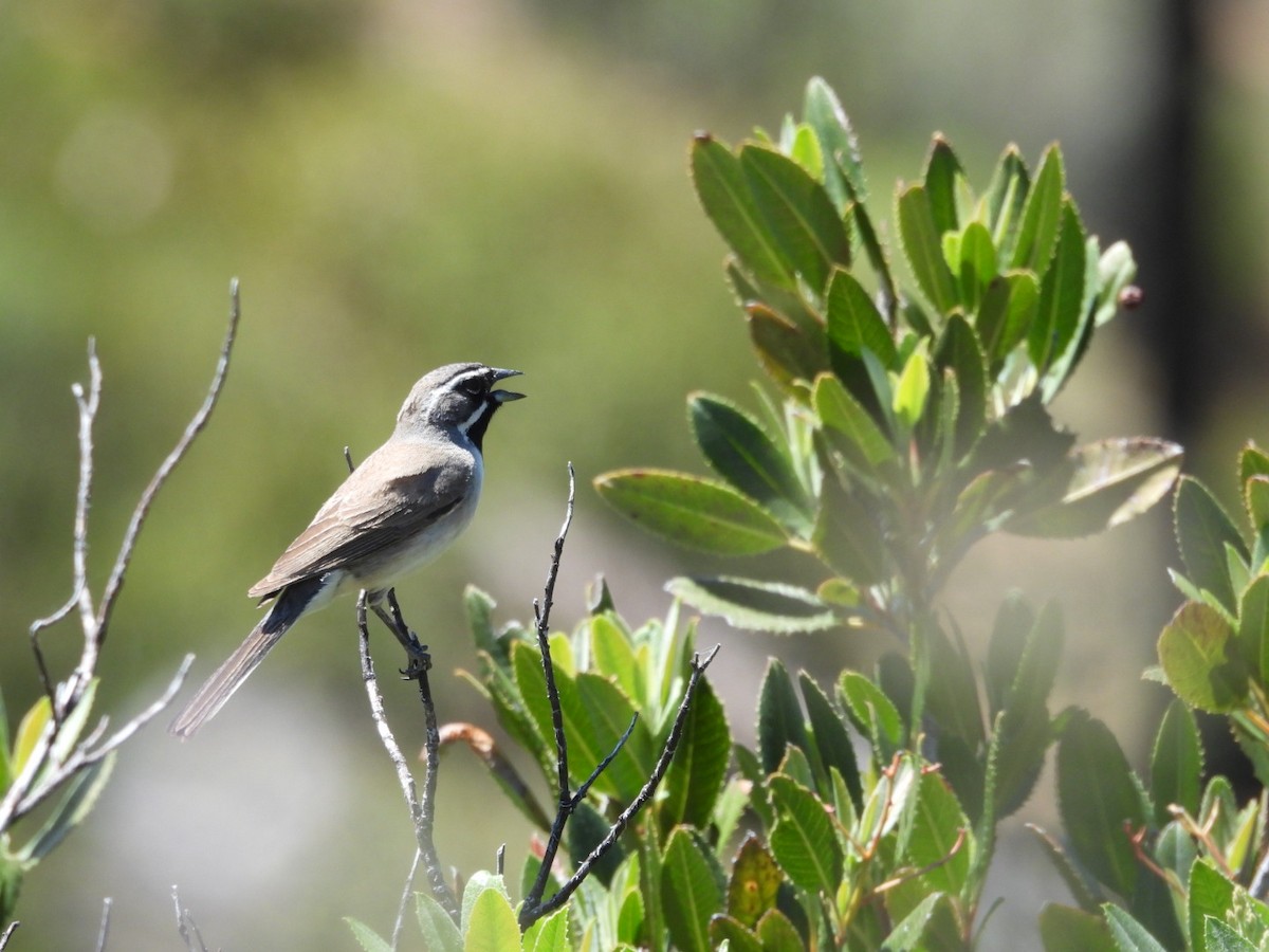 Black-throated Sparrow - ML635346394
