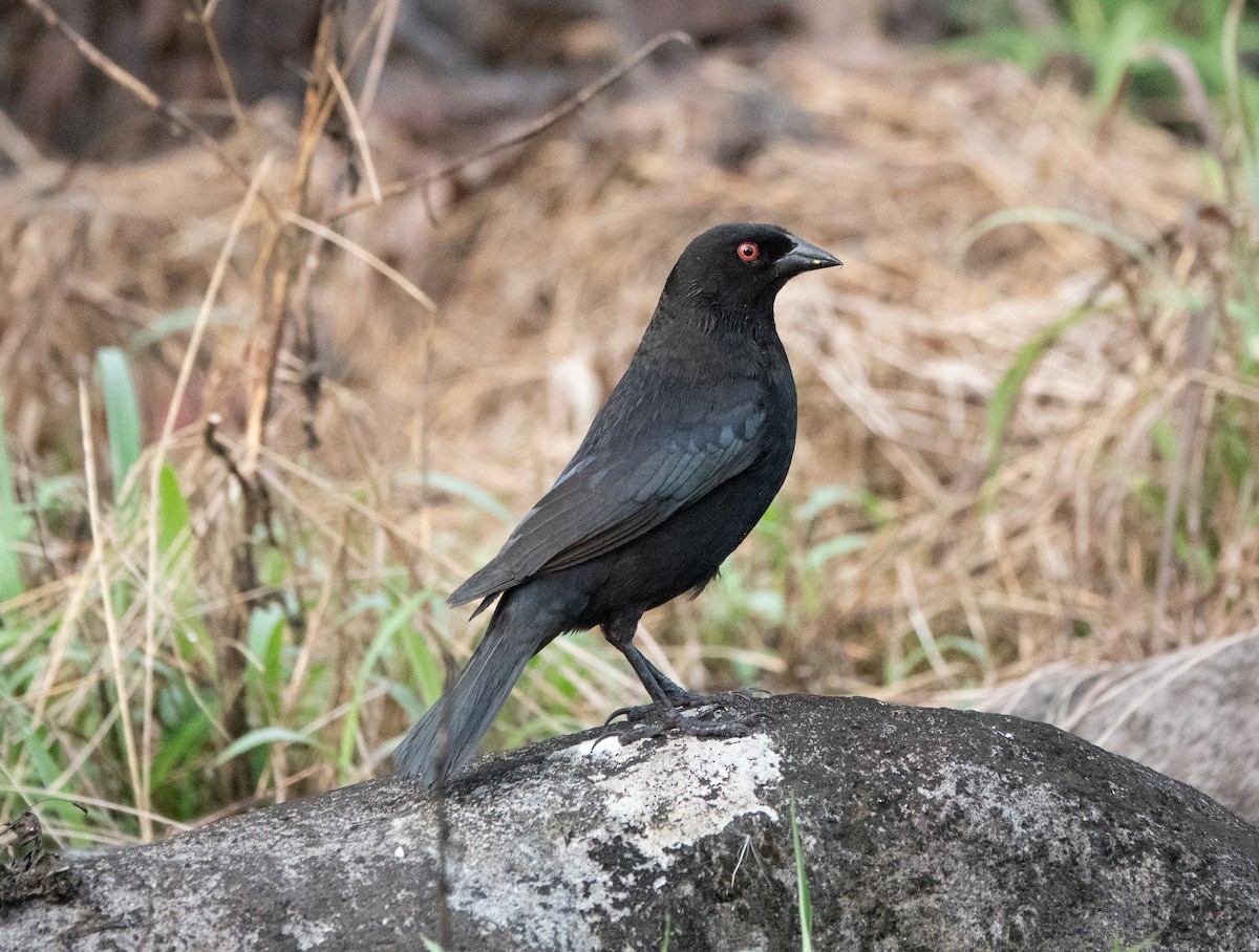 Bronzed Cowbird - ML635346426