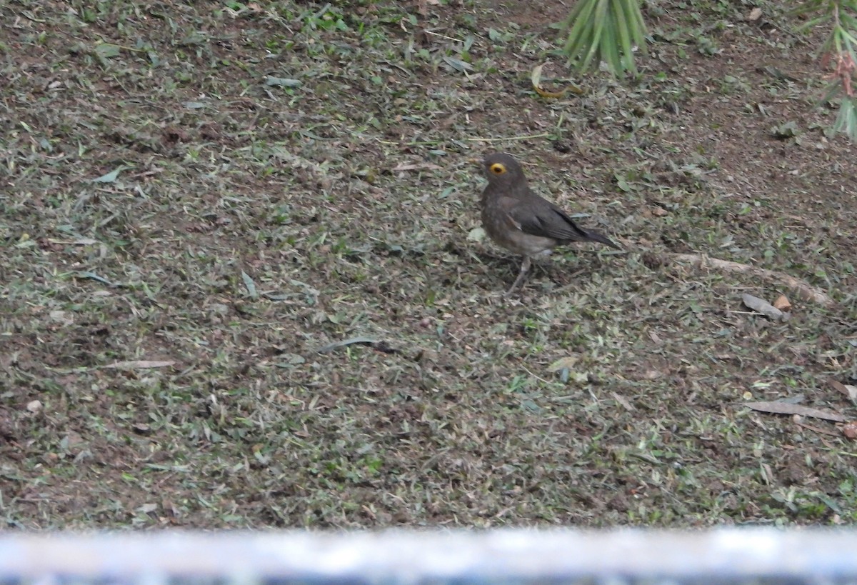 Spectacled Thrush - ML635346446