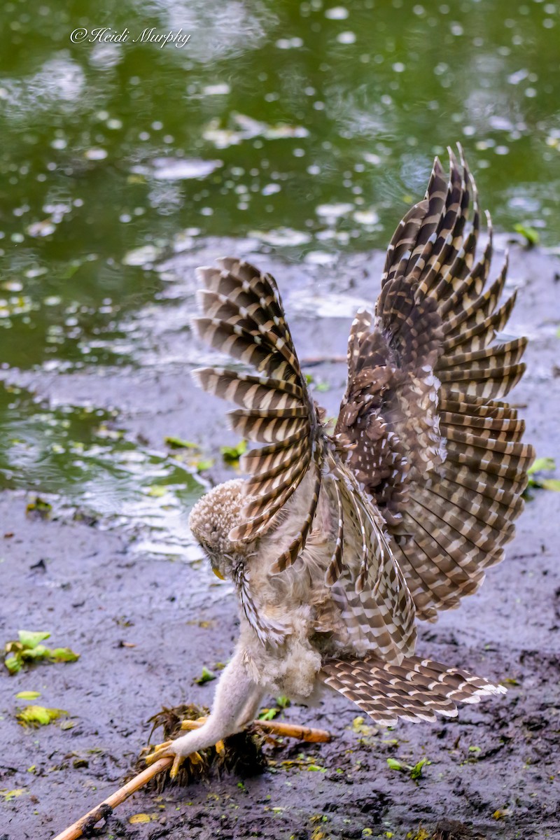 Barred Owl - ML635346464