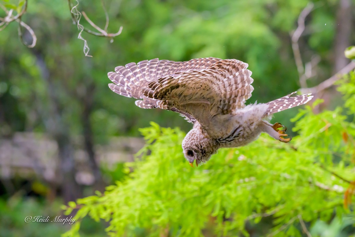 Barred Owl - ML635346467