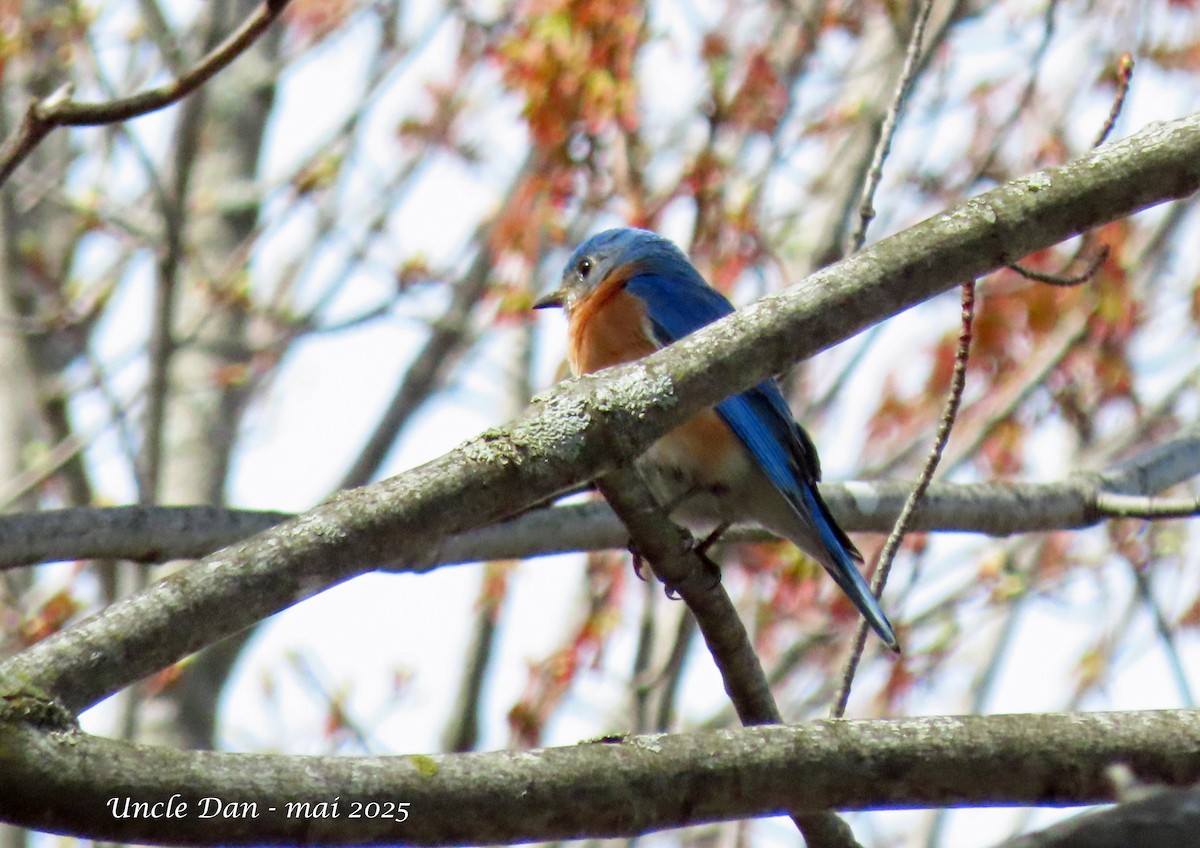 Eastern Bluebird - ML635346473