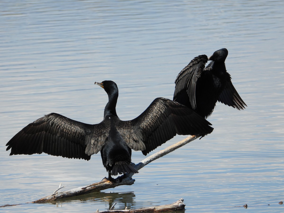 Cormoran à aigrettes - ML635346475