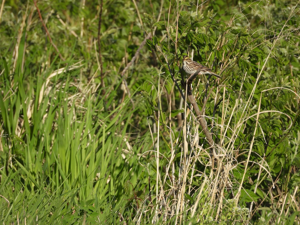 Savannah Sparrow - ML635346476