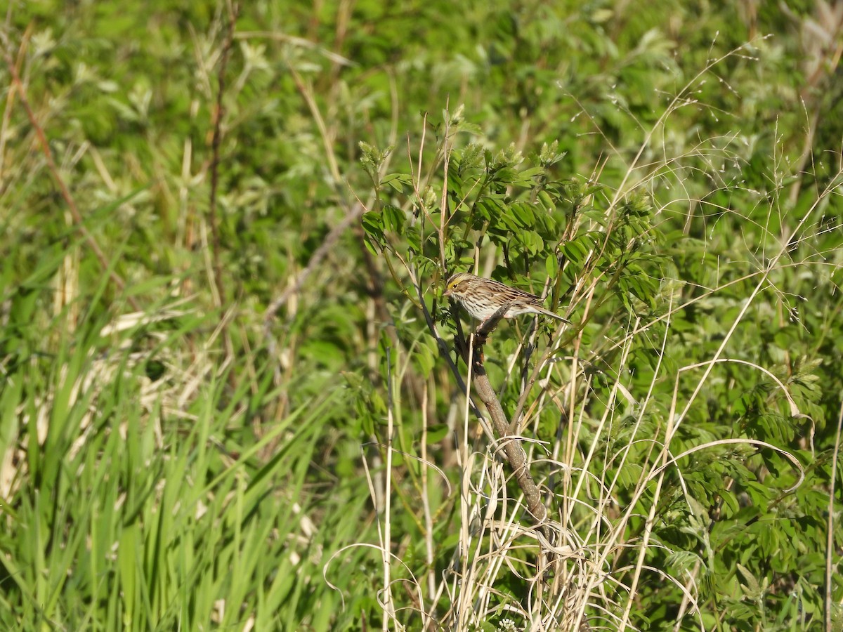 Savannah Sparrow - ML635346477