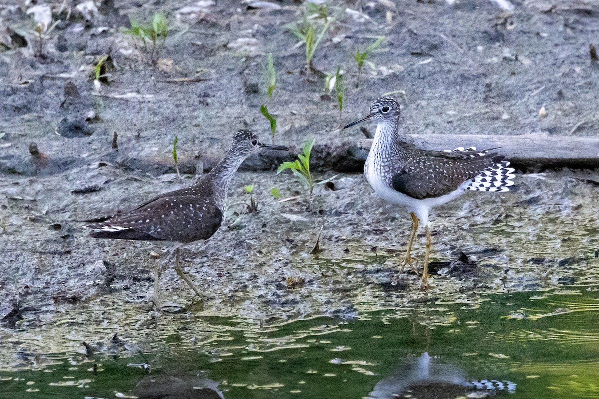 Solitary Sandpiper - ML635346481