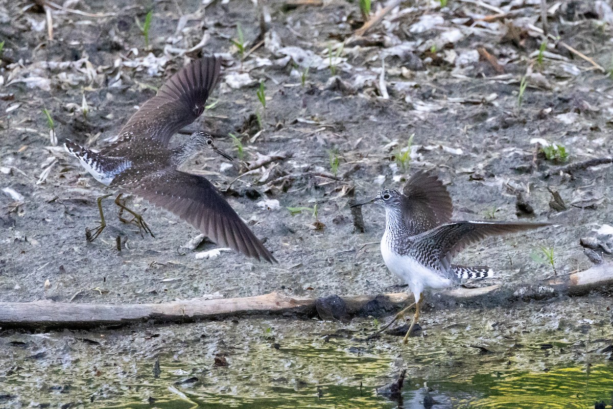 Solitary Sandpiper - ML635346482