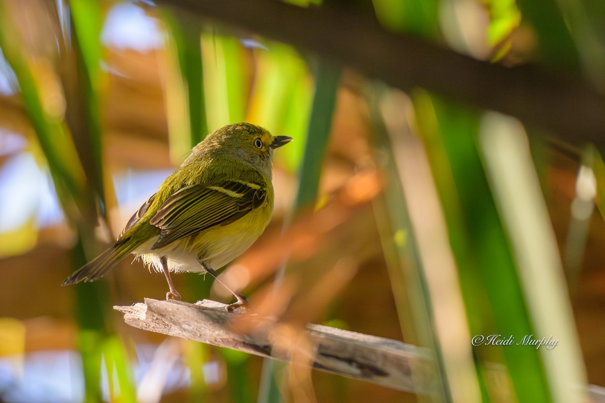 Vireo Ojiblanco - ML635346484