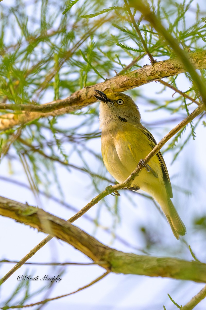 Vireo Ojiblanco - ML635346490