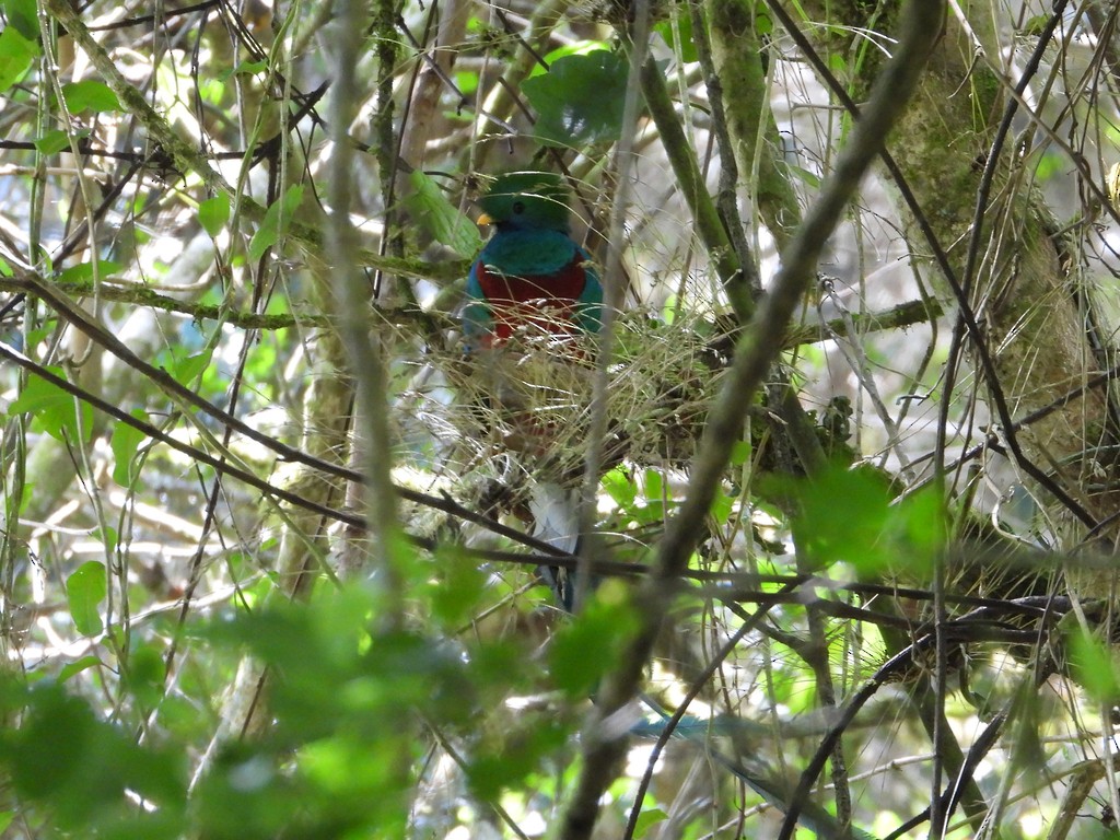 Resplendent Quetzal - ML635346507