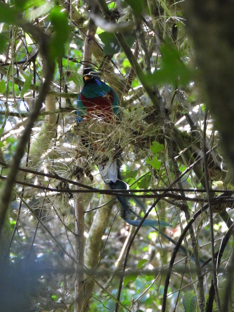 Resplendent Quetzal - ML635346509