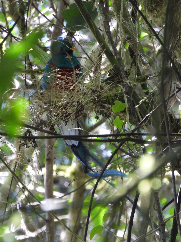 Resplendent Quetzal - ML635346510