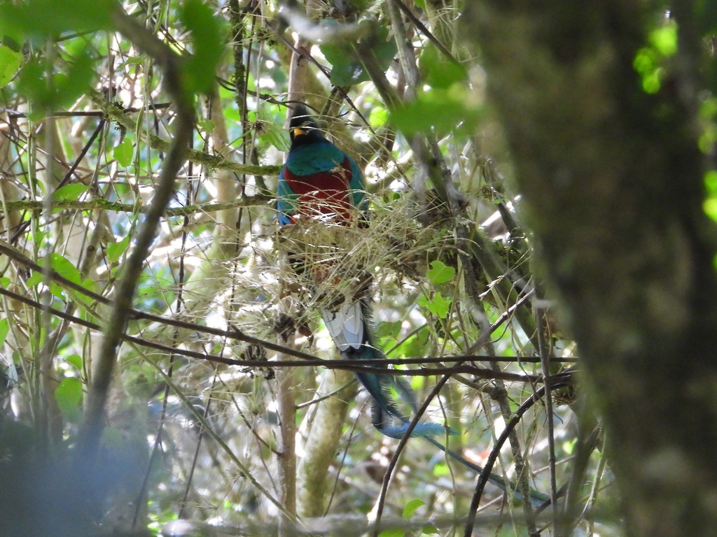 Resplendent Quetzal - ML635346511