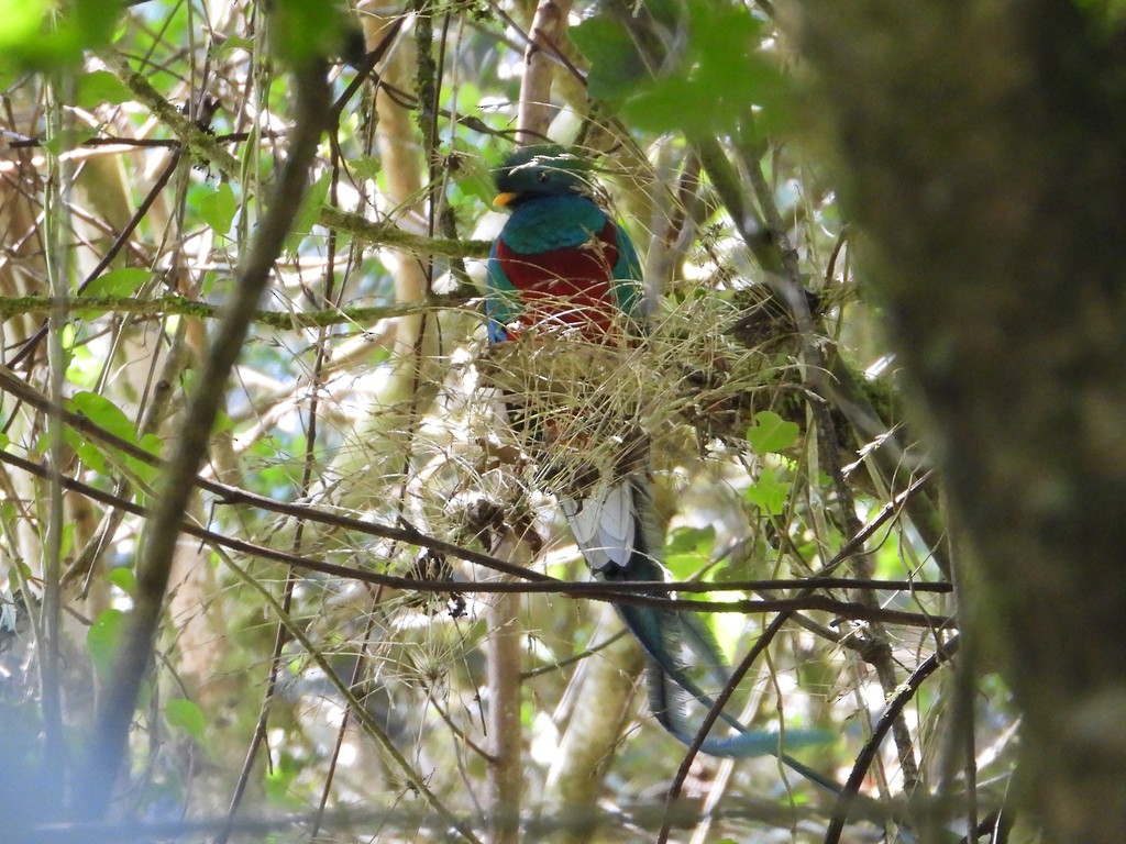Resplendent Quetzal - ML635346512
