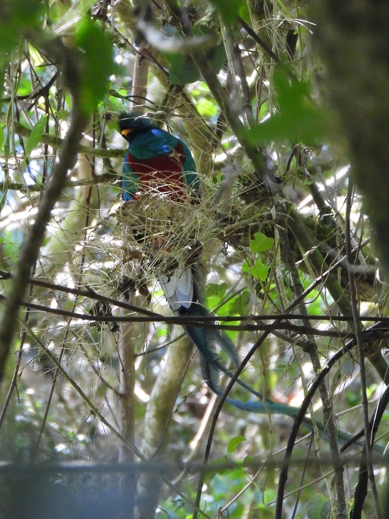 Resplendent Quetzal - ML635346513