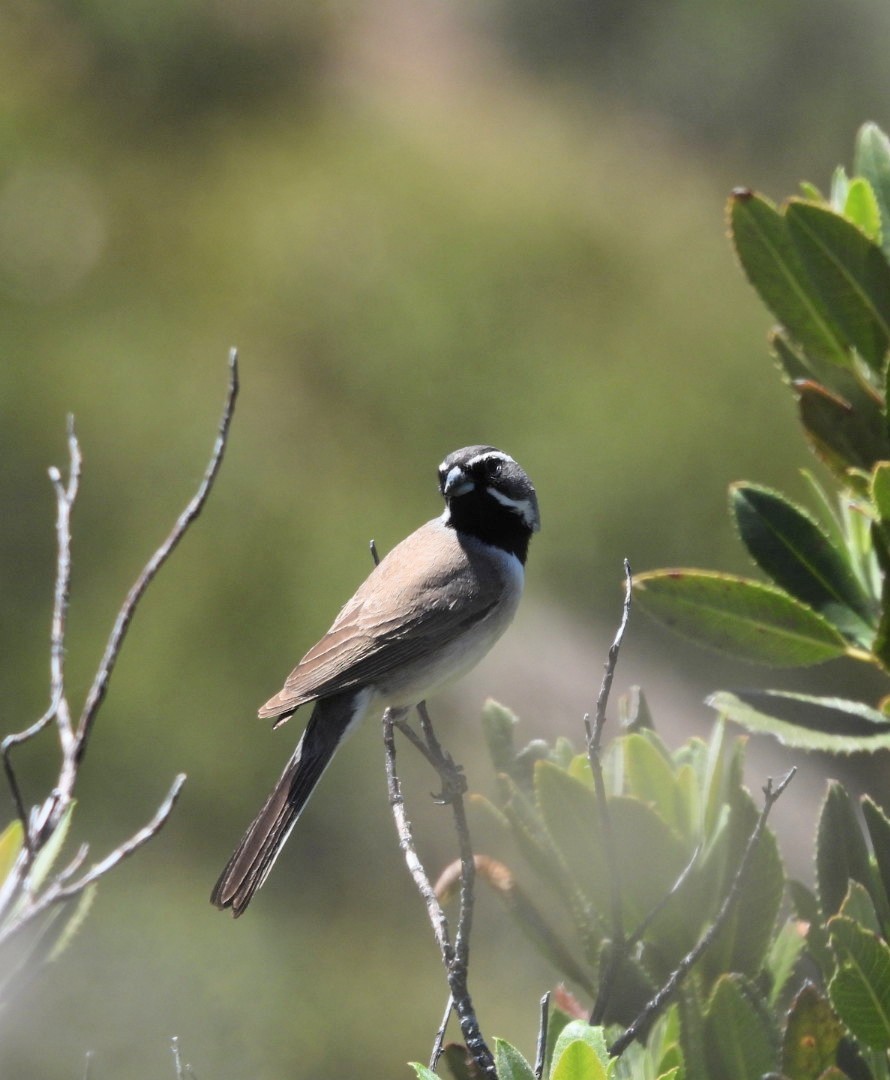 Black-throated Sparrow - ML635346514