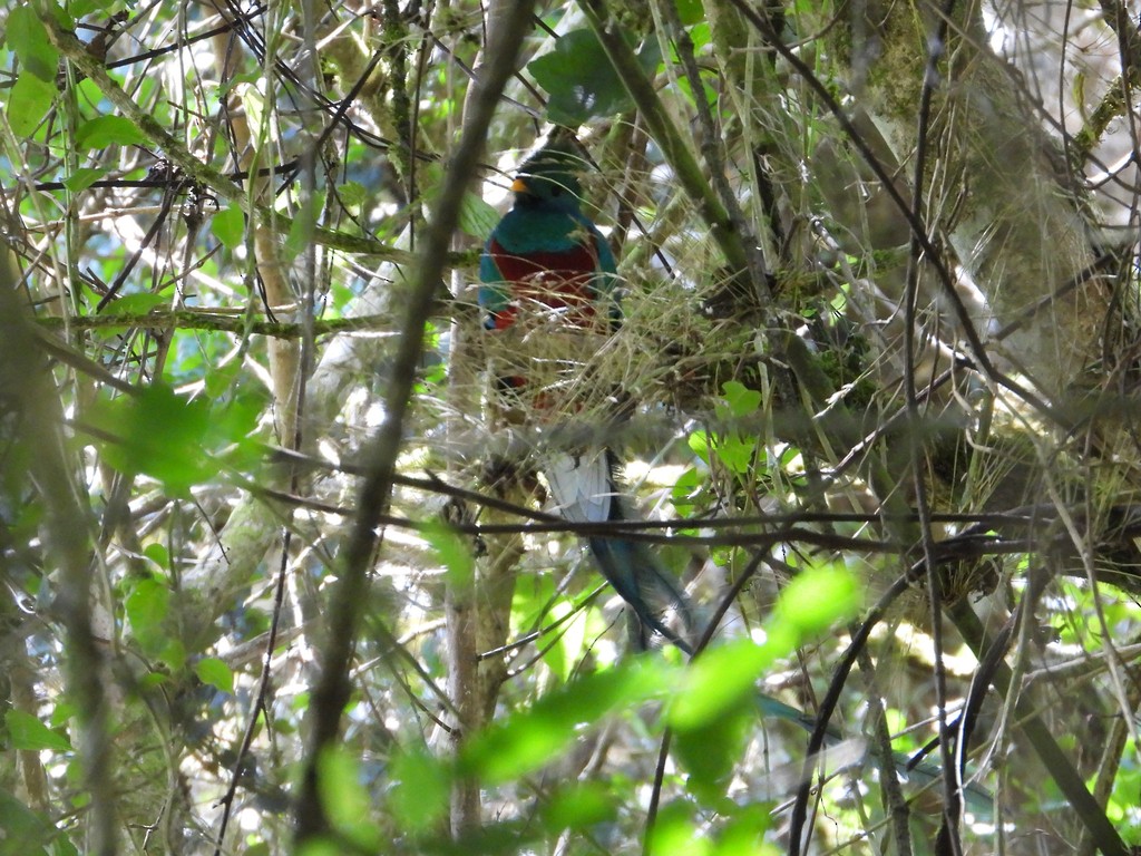 Resplendent Quetzal - ML635346515