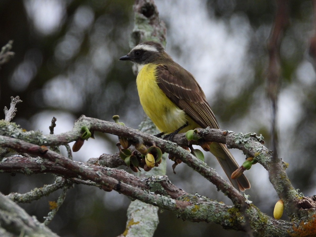 Social Flycatcher - ML635346529