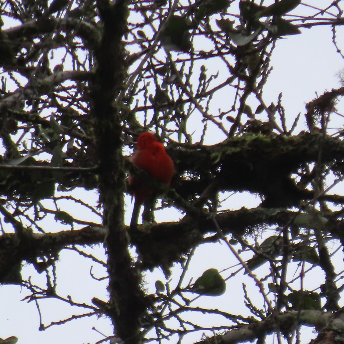White-winged Tanager - ML635346532