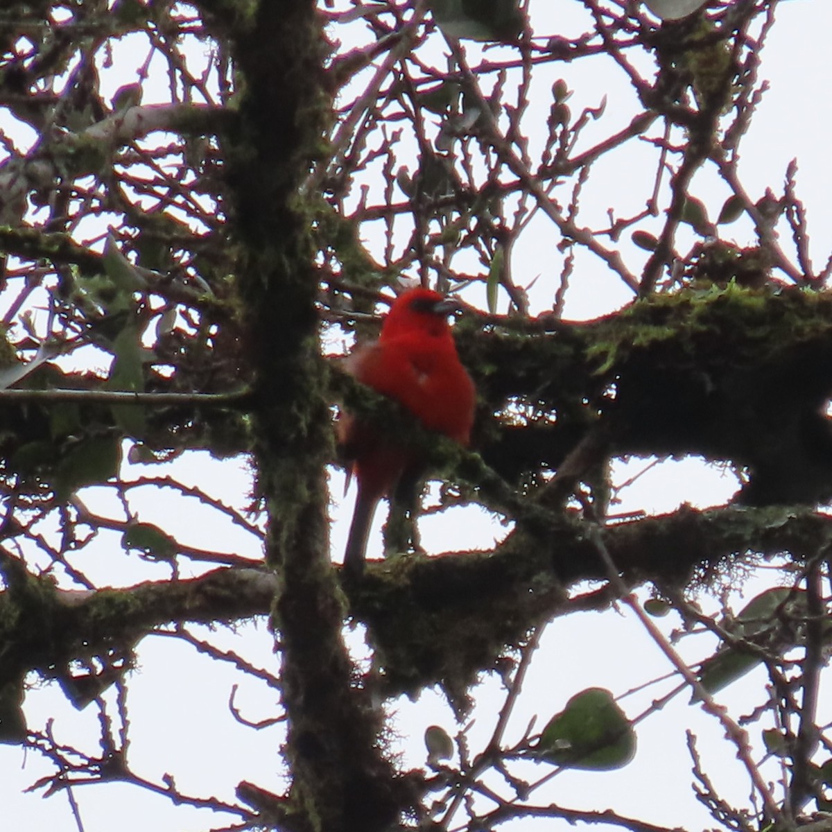 White-winged Tanager - ML635346533