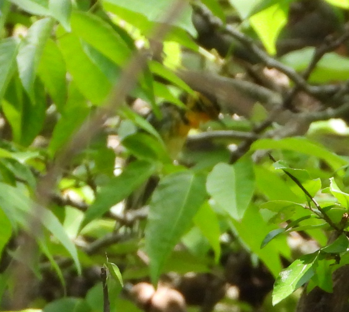 Blackburnian Warbler - ML635346535