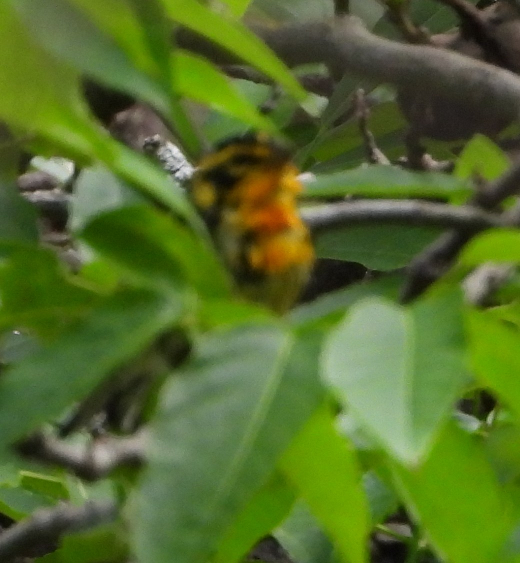 Blackburnian Warbler - ML635346536