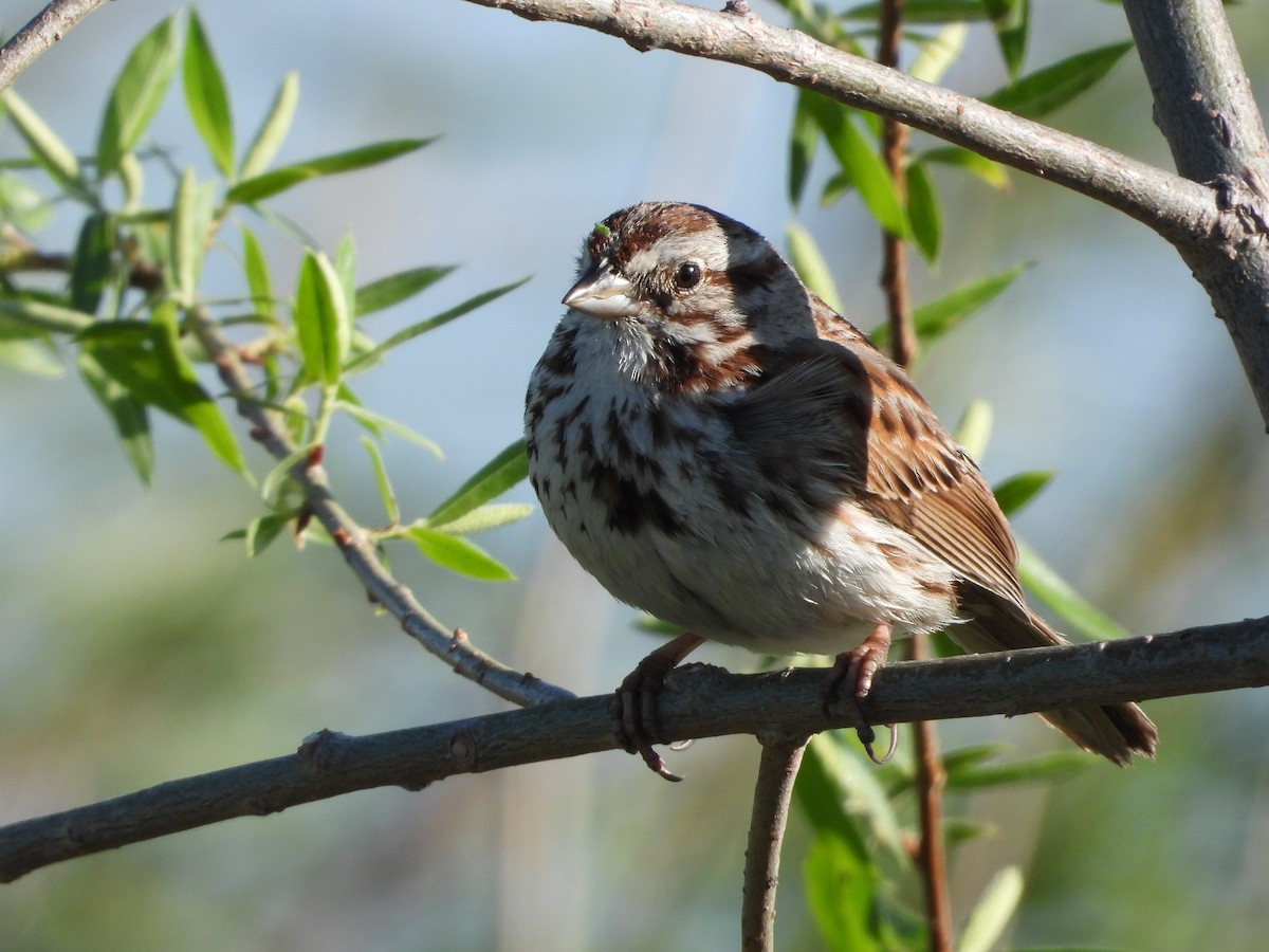 Song Sparrow - ML635346553