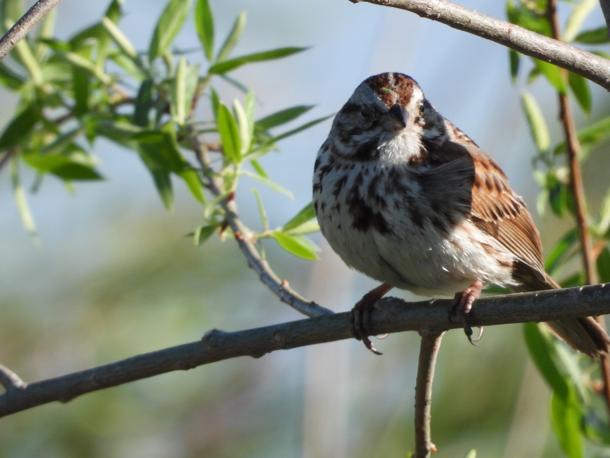 Song Sparrow - ML635346554