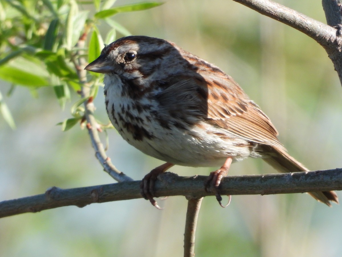 Song Sparrow - ML635346555