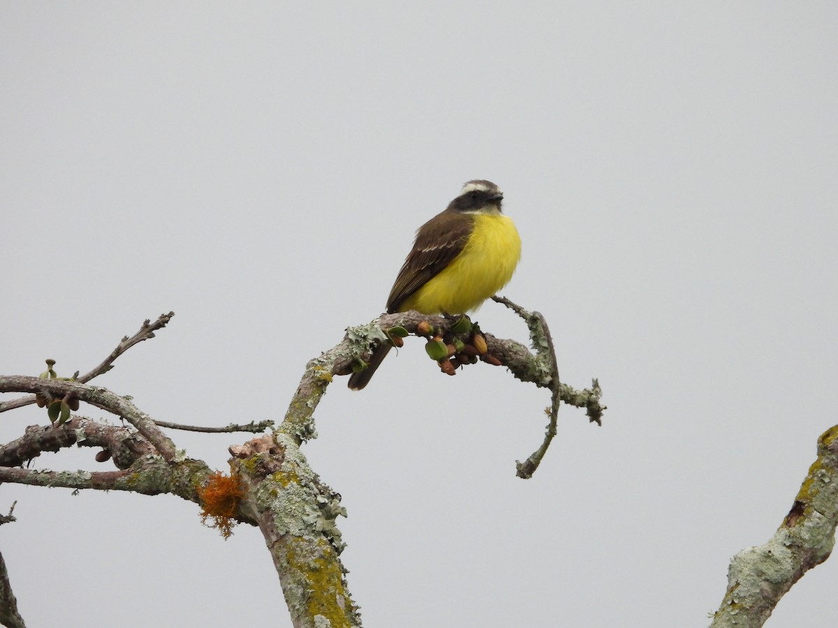 Social Flycatcher - ML635346556