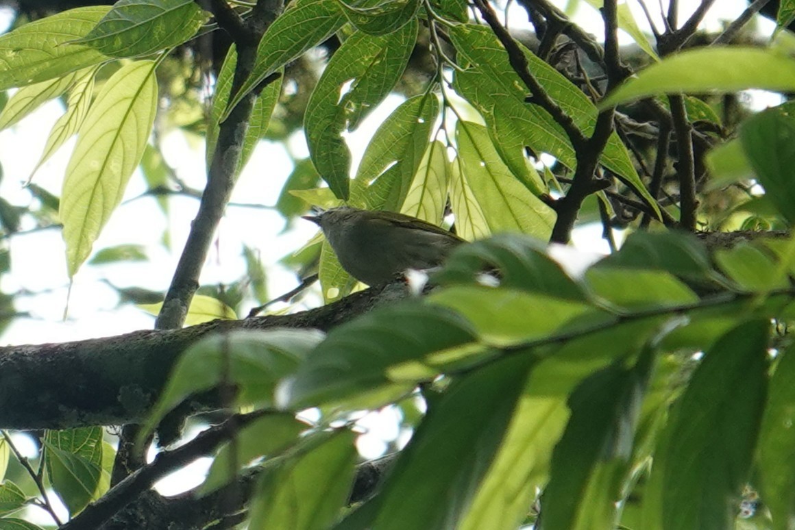 Uganda Woodland-Warbler - ML635346589