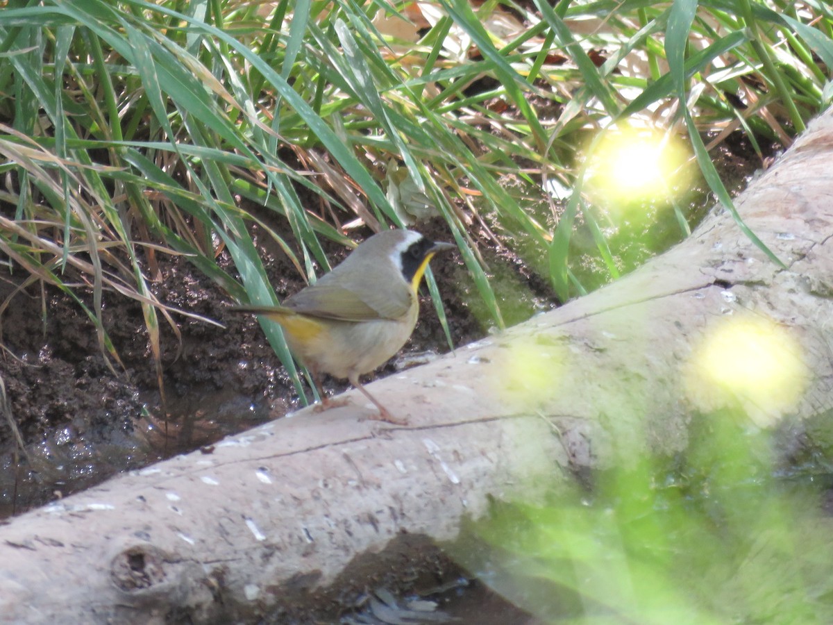 Common Yellowthroat - ML635346597