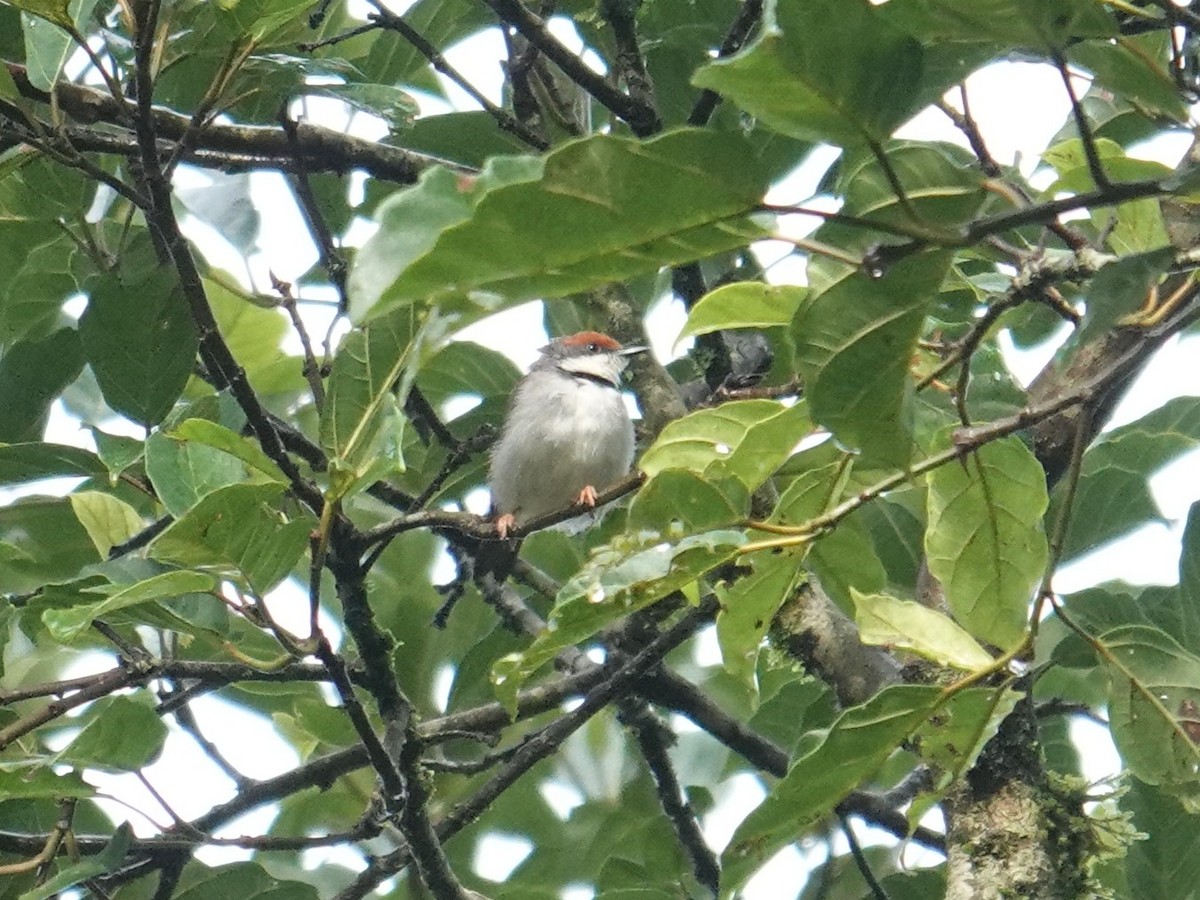 Turner's Eremomela - ML635346619