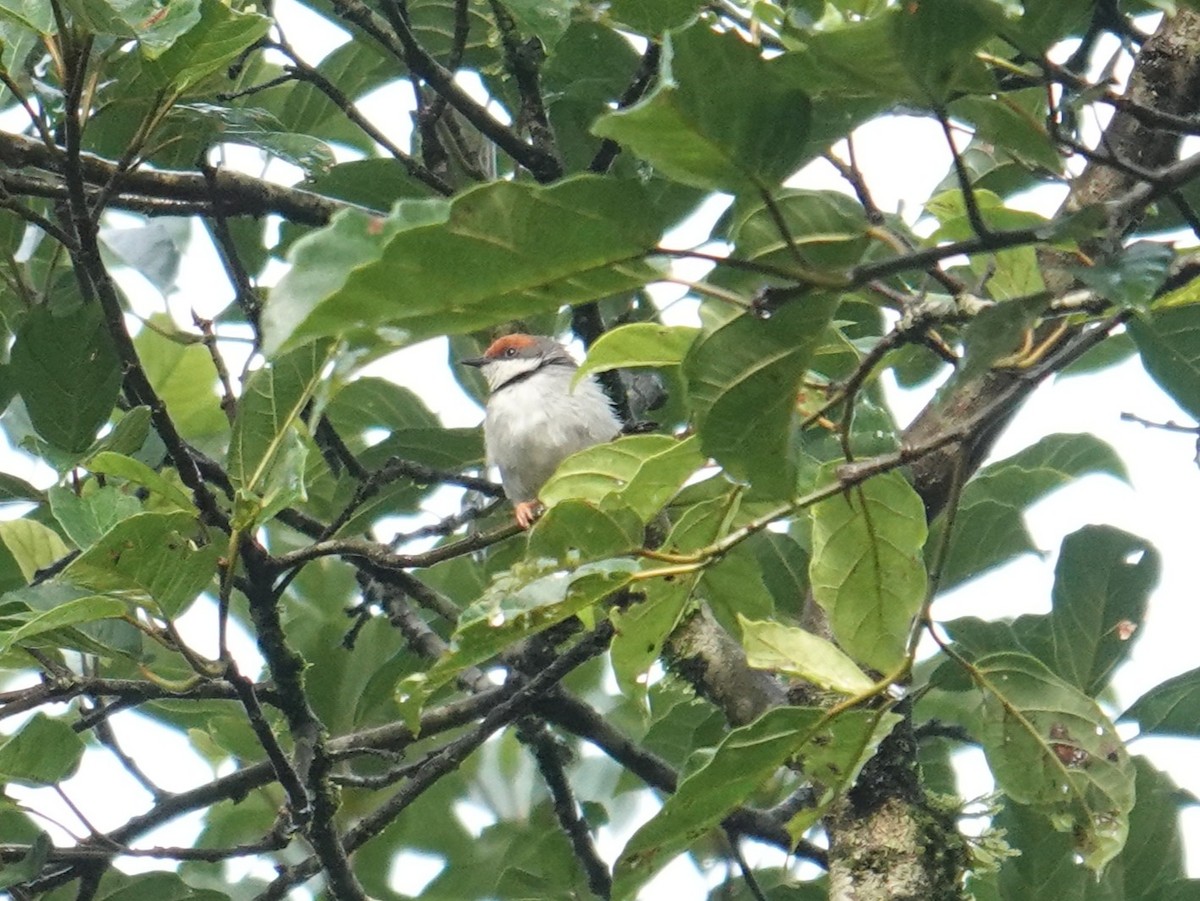 Turner's Eremomela - ML635346620