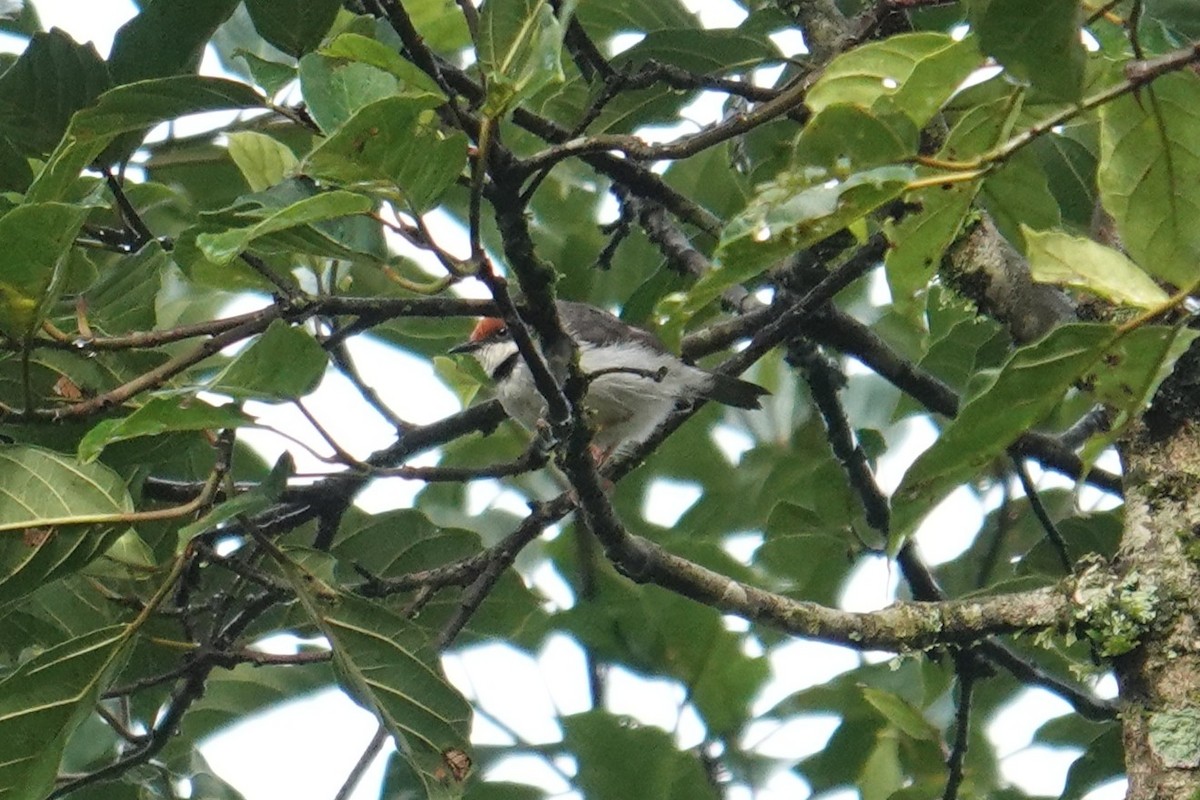 Turner's Eremomela - ML635346624