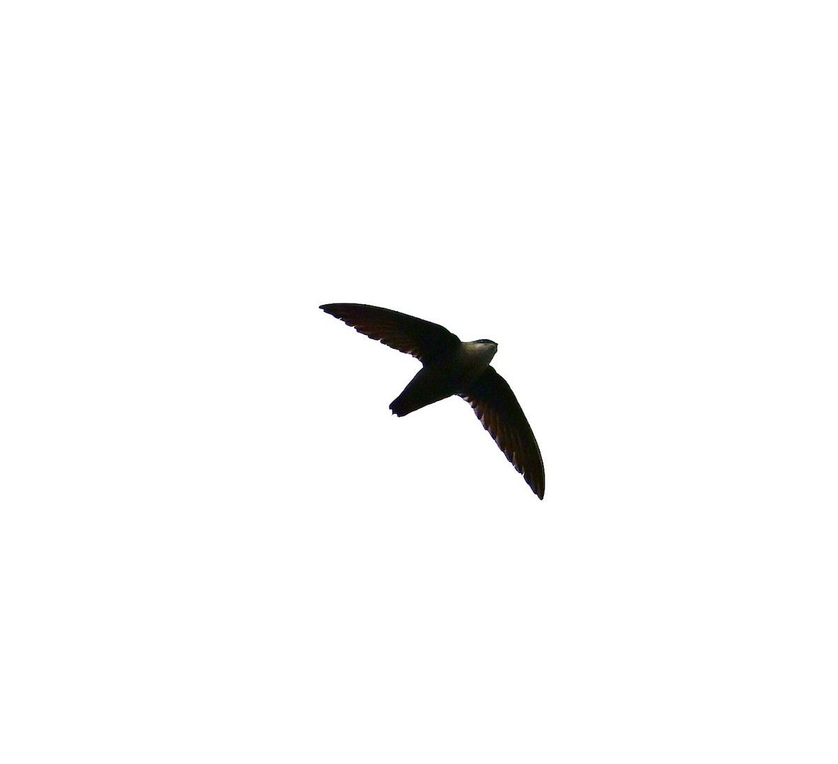 Chimney Swift - ML635346631