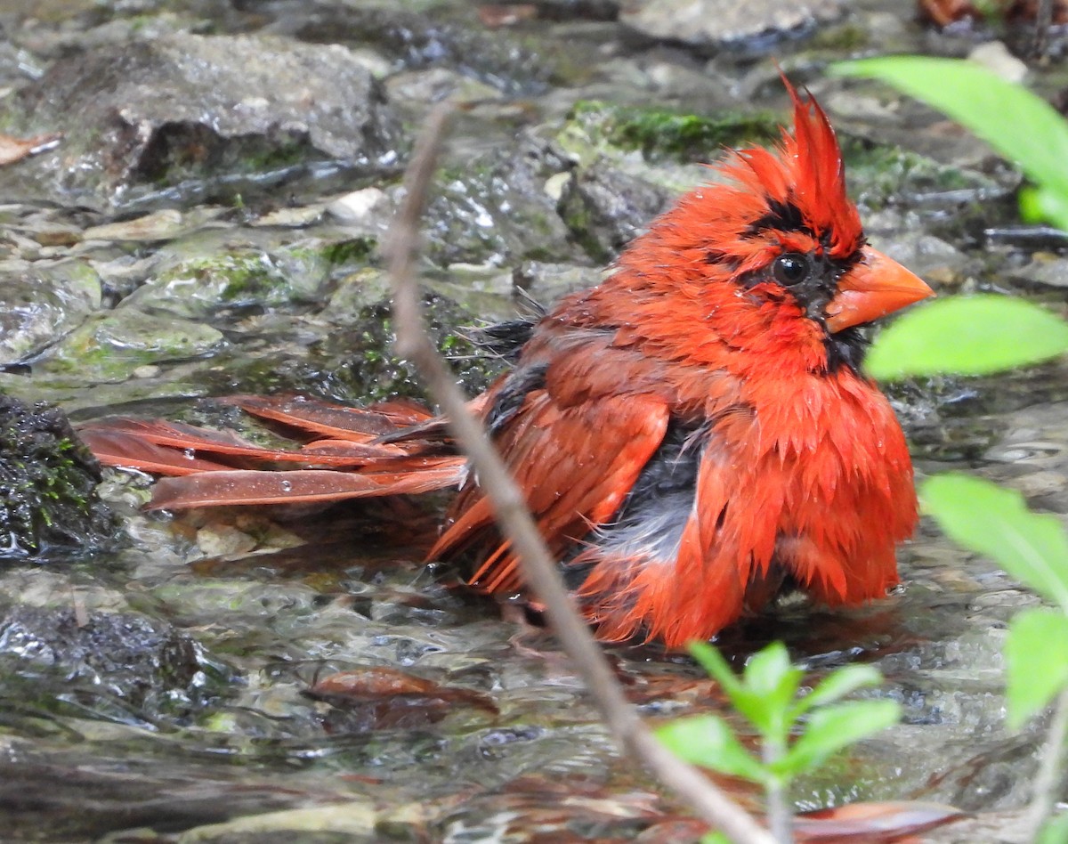 Northern Cardinal - ML635346635