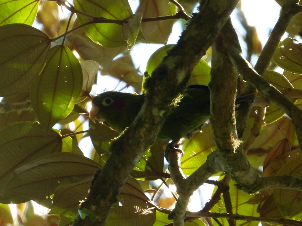 Sulphur-winged Parakeet - ML635346651