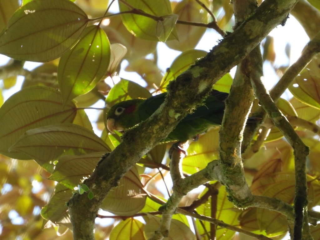 Sulphur-winged Parakeet - ML635346652
