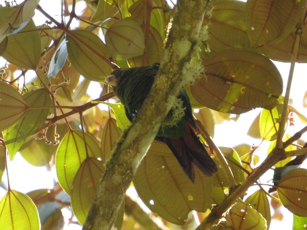 Sulphur-winged Parakeet - ML635346653