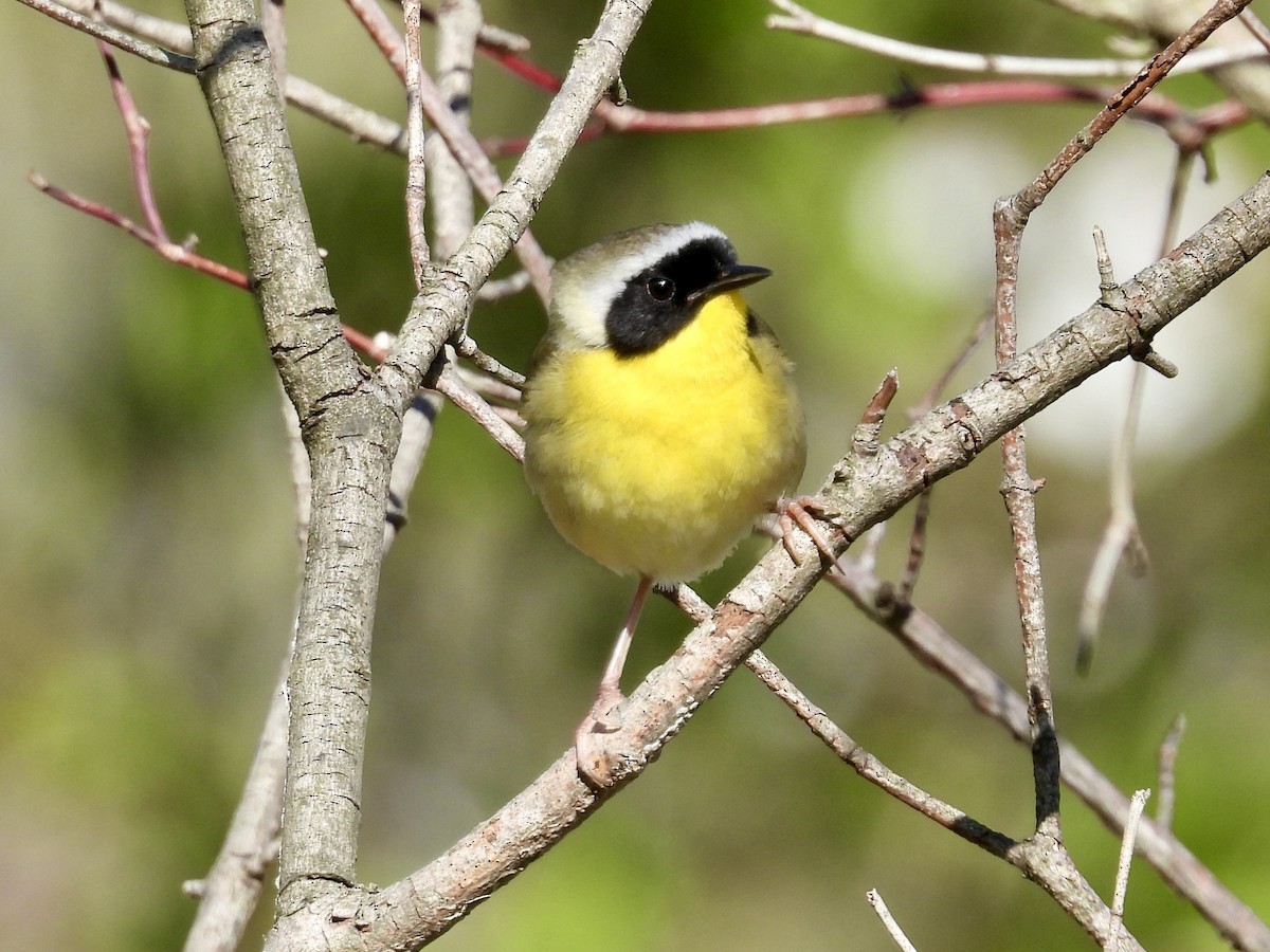 Common Yellowthroat - ML635346664